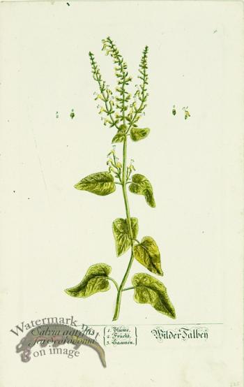 Blackwell German 067